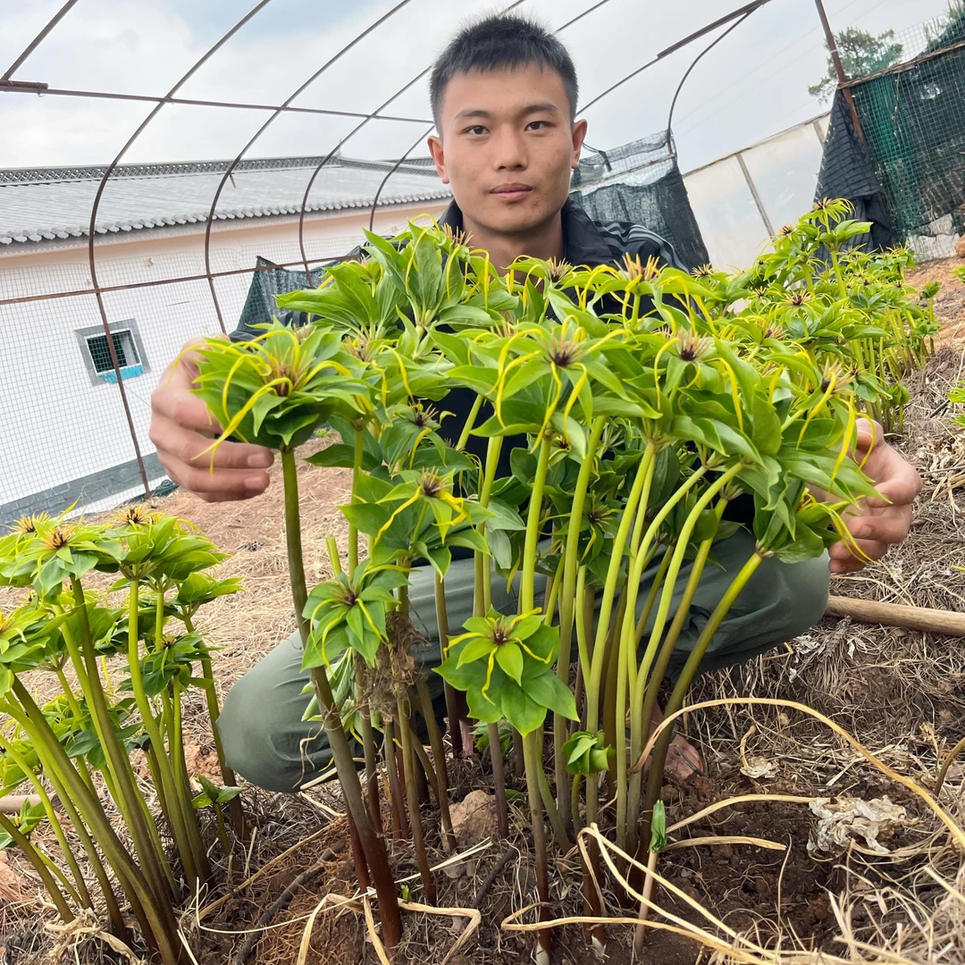 十年滇重楼盆景70-80苗一大棵