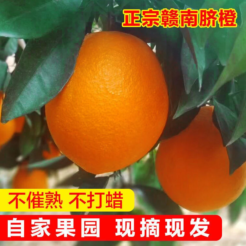 (精品)正宗赣南脐橙鲜香甜细腻发货采摘橙味新鲜水果现摘鲜甜快递