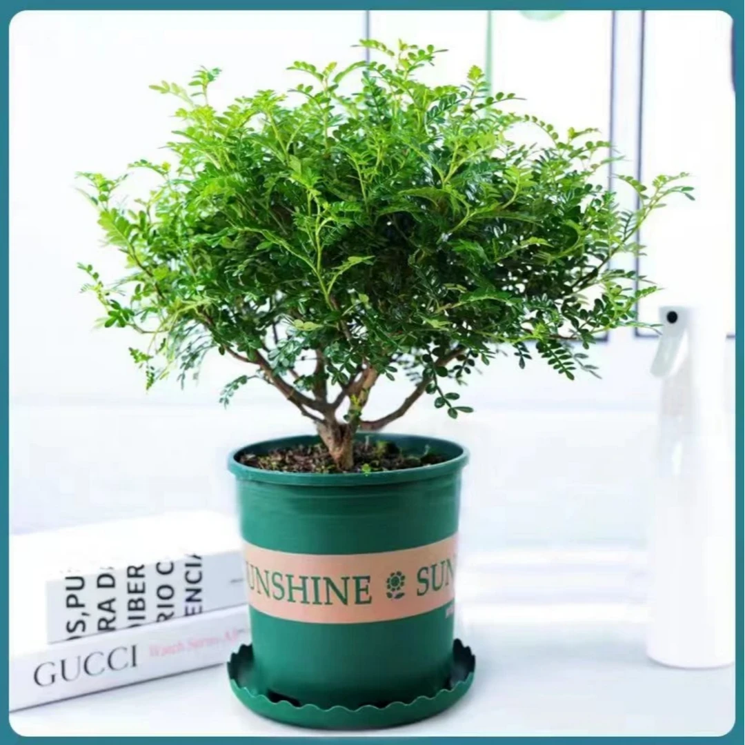 （四年老桩）清香胡椒木绿植驱蚊虫植物花卉盆栽四季常青净化空气