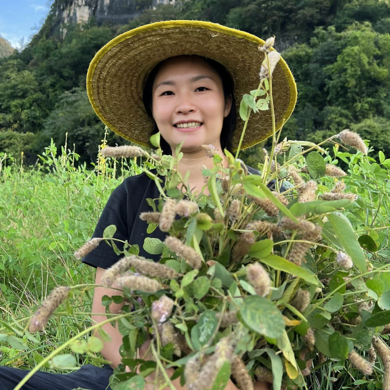 【丽融推荐】自然生晒山货狸尾草干货羊咩咩草熬夜煲汤