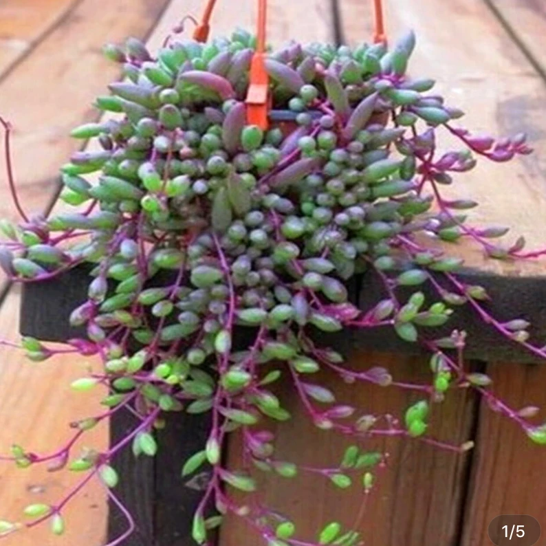 多肉植物紫炫月紫玄月多肉办公室绿植好养花卉盆栽佛珠珍珠吊兰