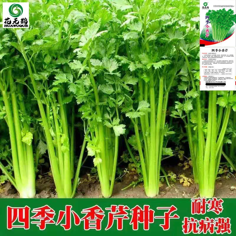 【厂家直销】四季小香芹种子芹菜种子耐热耐寒种子香味浓孔抗病