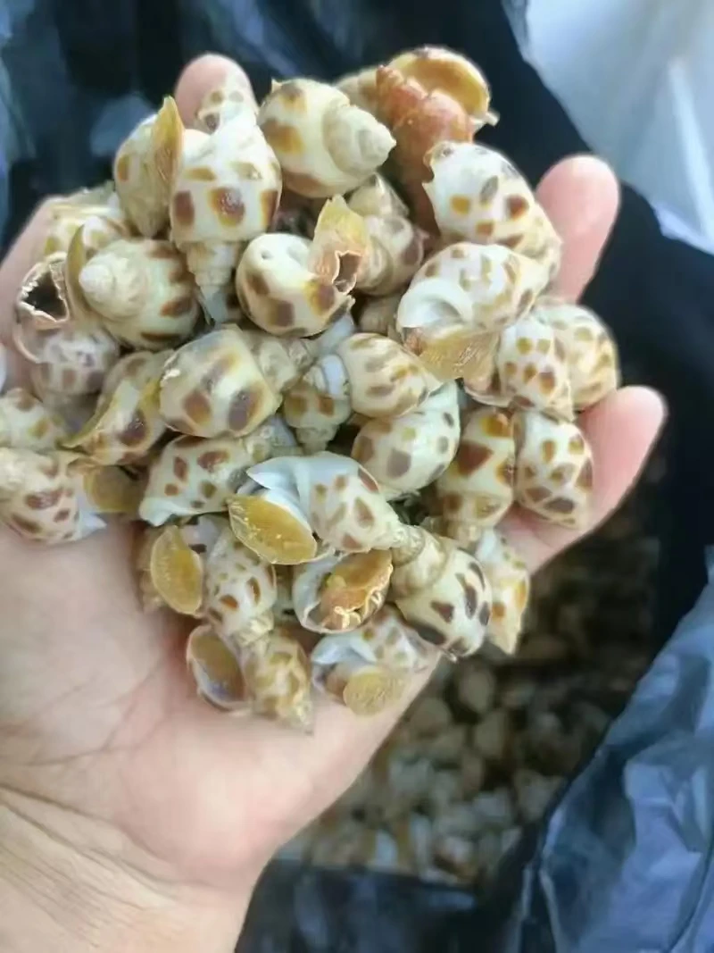 海南花螺