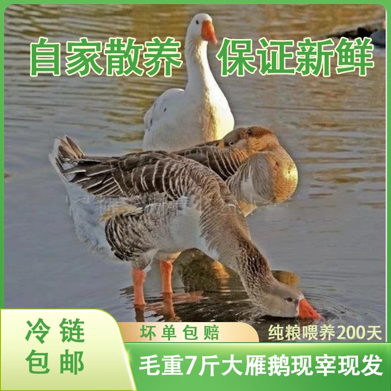 红头大雁鹅【买一送一】农家散养毛重7斤200天杀完8-9斤冷链发货