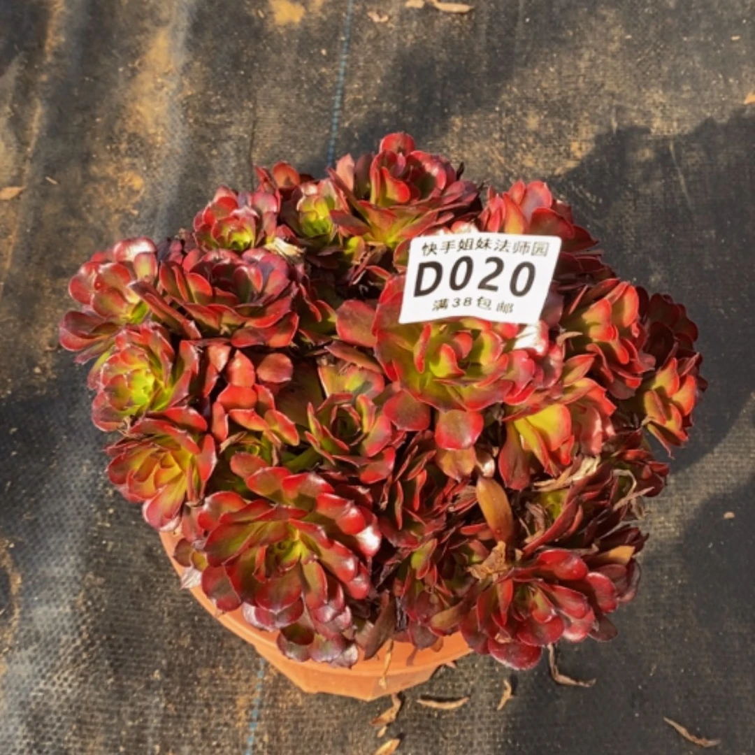 【闪购商品】美姬020