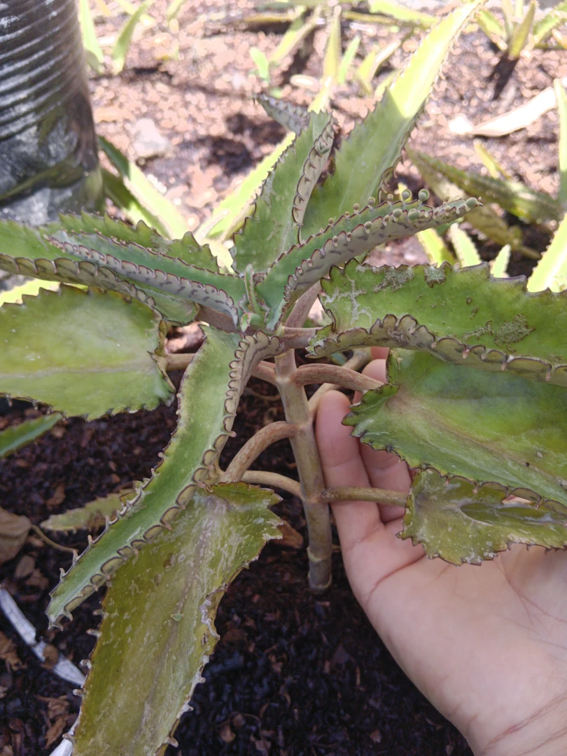 不死鸟落地生根多肉植物，嫁接长寿花专用，自身开红花20至30厘米高
