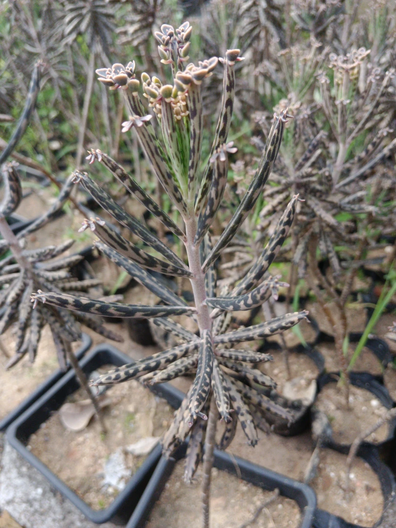 落地生根不死鸟，可嫁接长寿花，20公分高，拍一发二