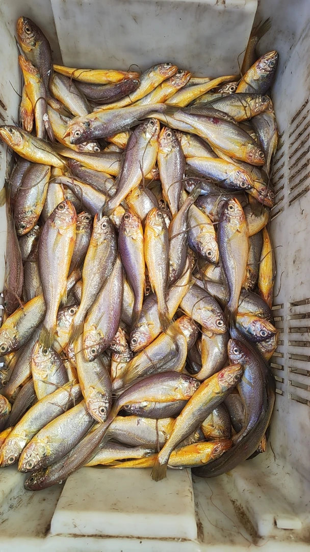 青岛野生本地黄花鱼