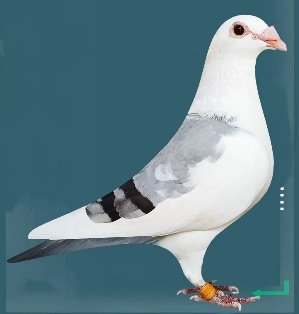 2024天落信鸽，成绩鸽信鸽 鸽子 窝