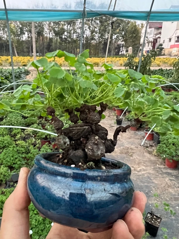 一物一拍酢浆草红花草三叶草太阳花幸运草老桩关节酢浆草微盆景