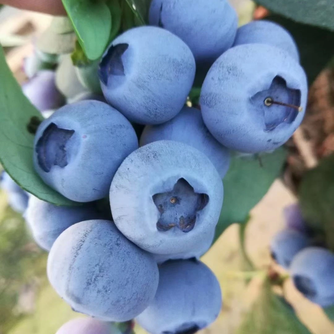 L25大果蓝莓树苗L25蓝莓苗南方北方庭院大果蓝莓春季种植当年结果