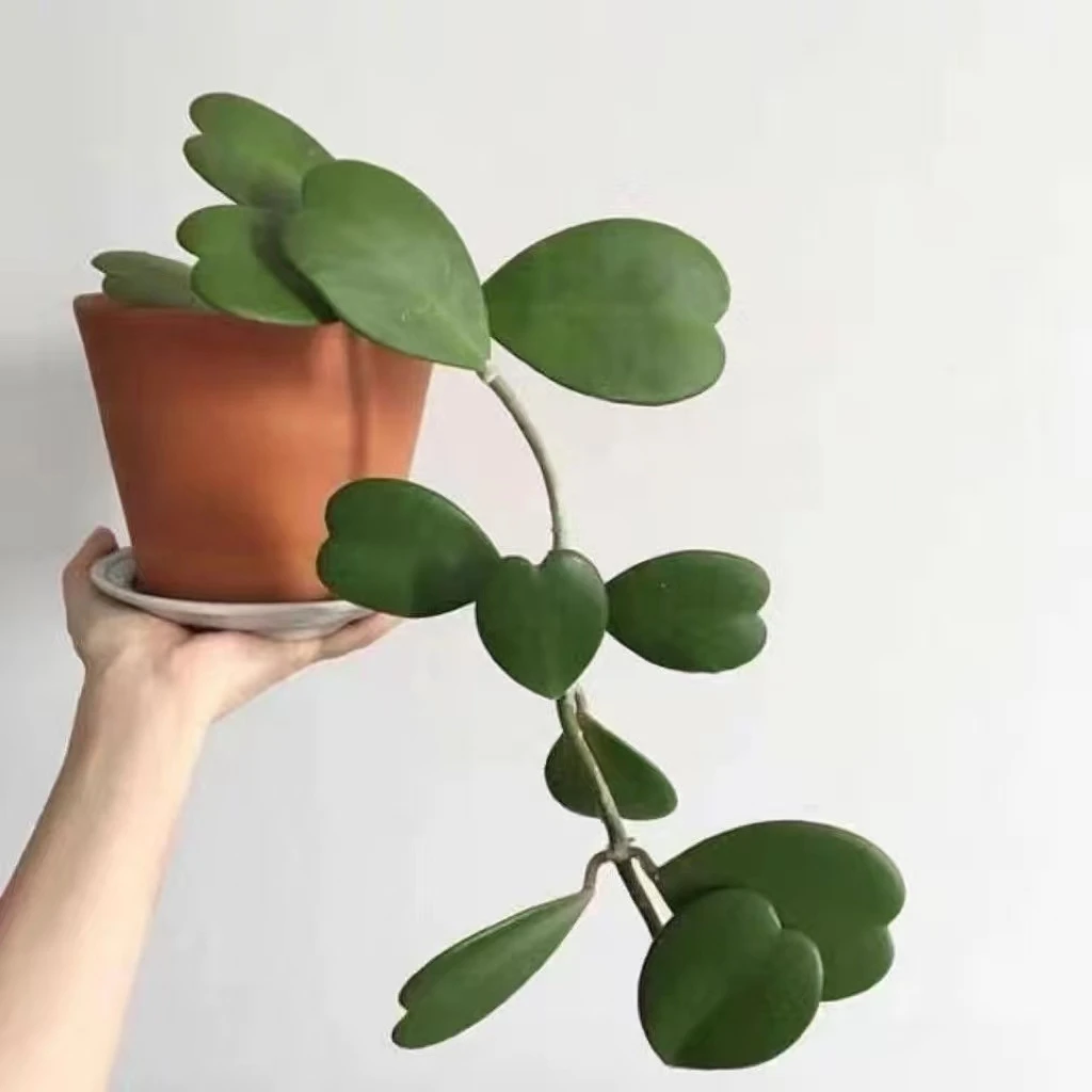 室内绿植心叶盆栽植物净化空气可水培球兰花叶子可种多年绿宝浪漫
