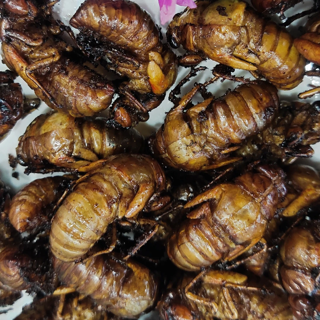油炸小小牛知了猴爬叉开袋即食嘎嘎好吃（小体蝉）
