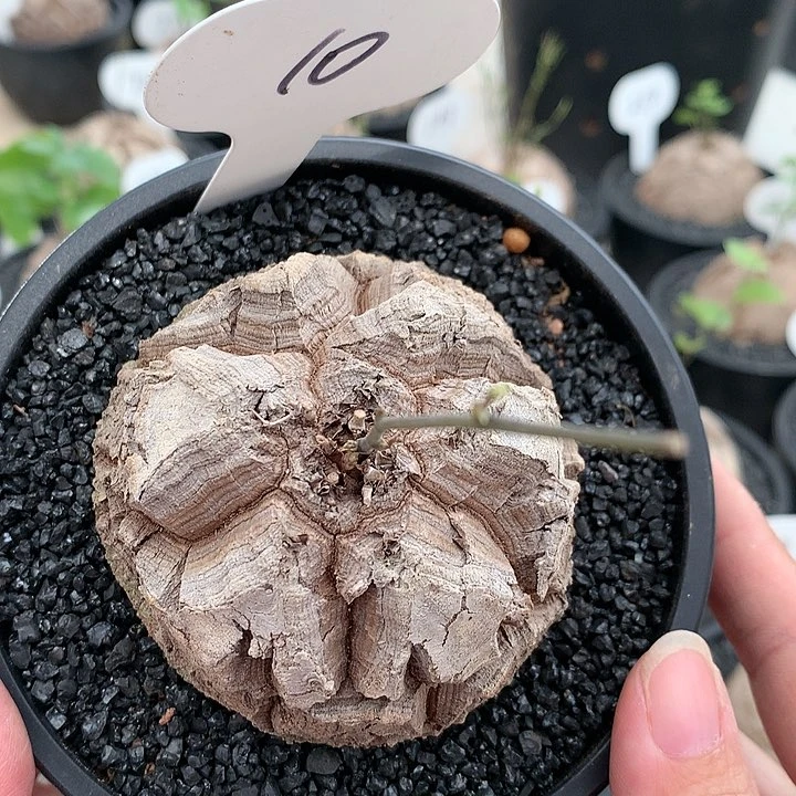 10龟6.8厘米1111111111