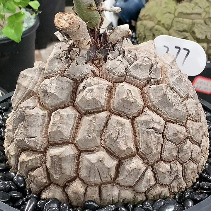 277大剑甲龟，福利1111111111