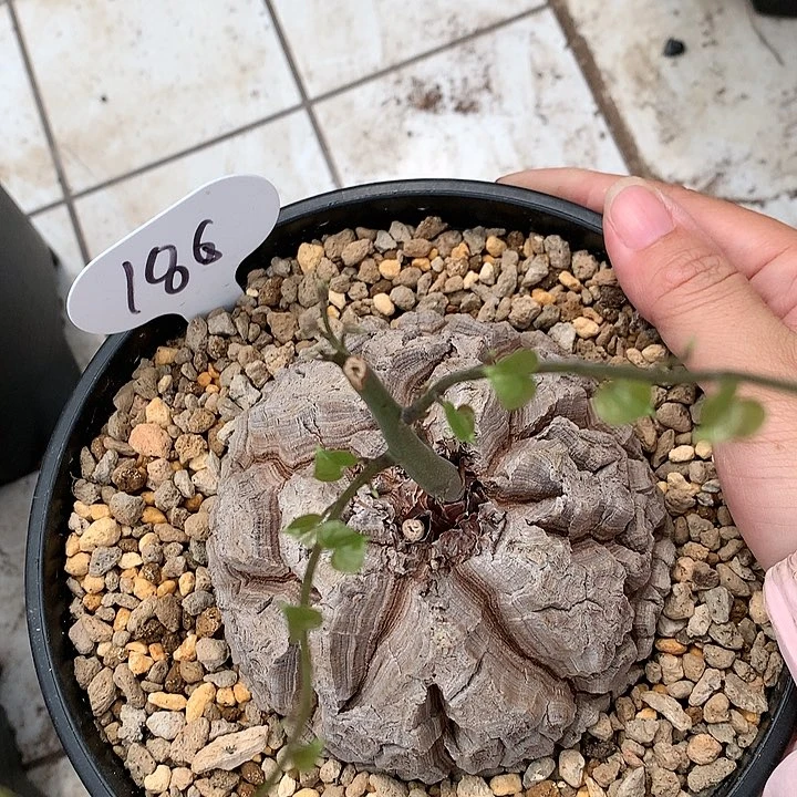 186密纹深裂9厘米1111111111