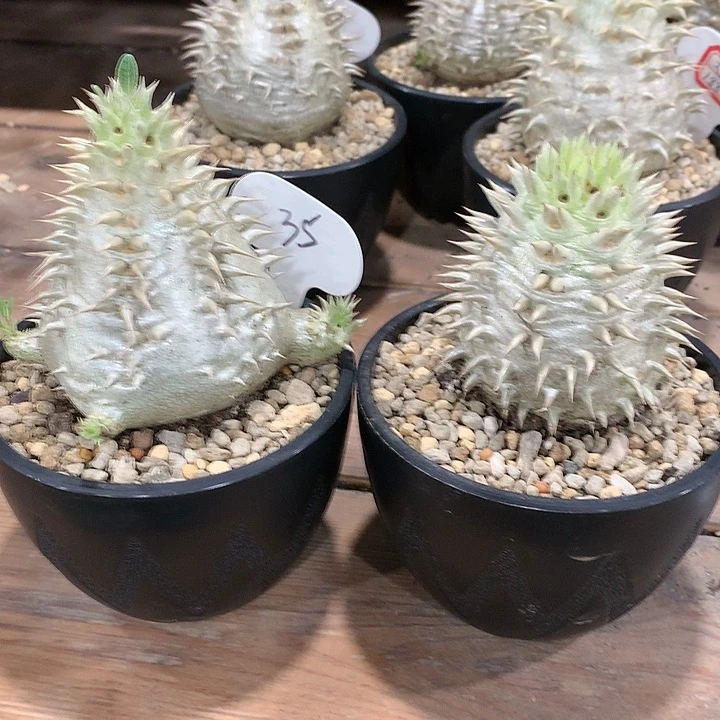 琥**哥35黑2个111111111111