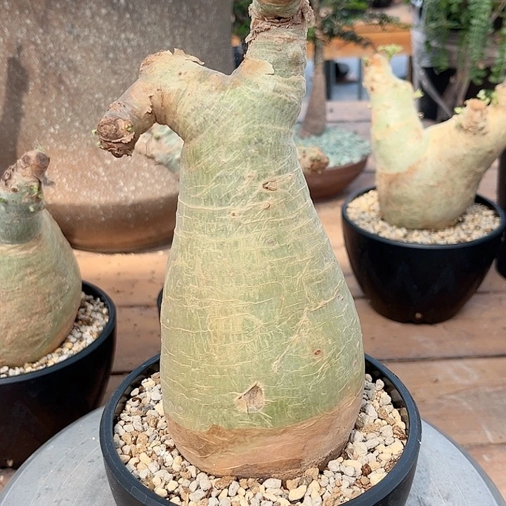 安哥拉葡萄翁111111111111