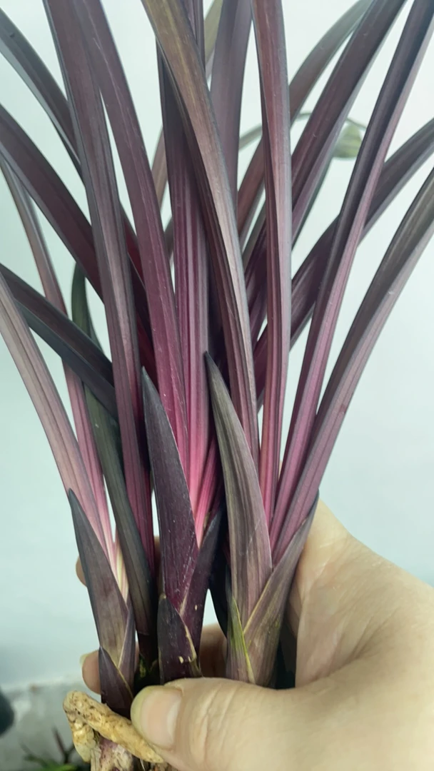 建兰红草红荷，裸根发货  1苗