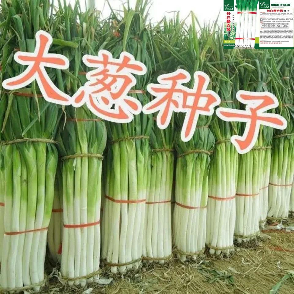 新种上市】【5天出芽】章丘铁杆大葱种子高产耐寒蔬菜种子山东四季春