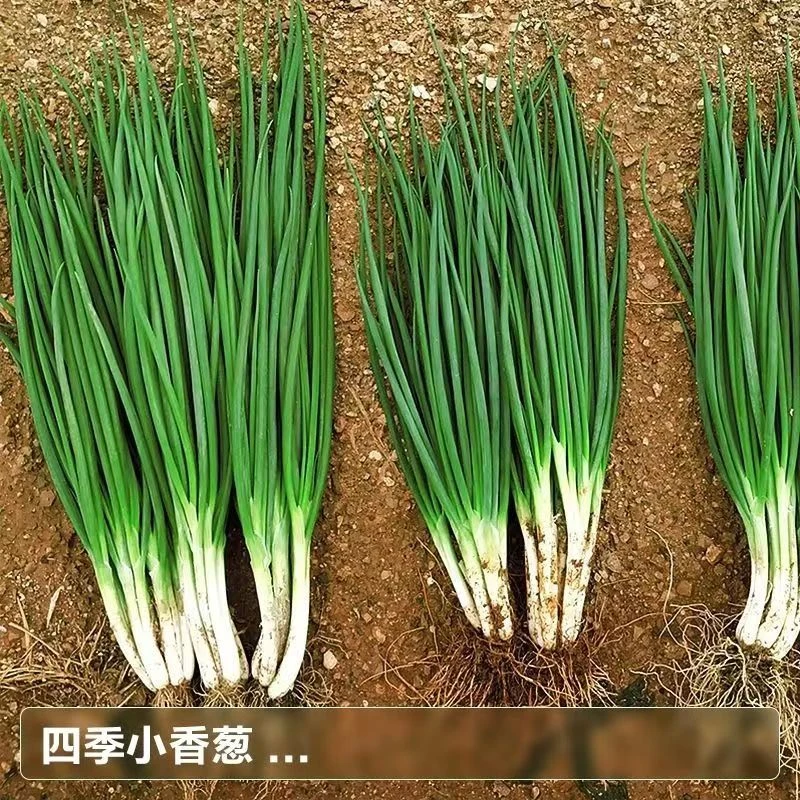 当季种四季小香葱易养多次收割葱庭院阳台室内盆栽特香