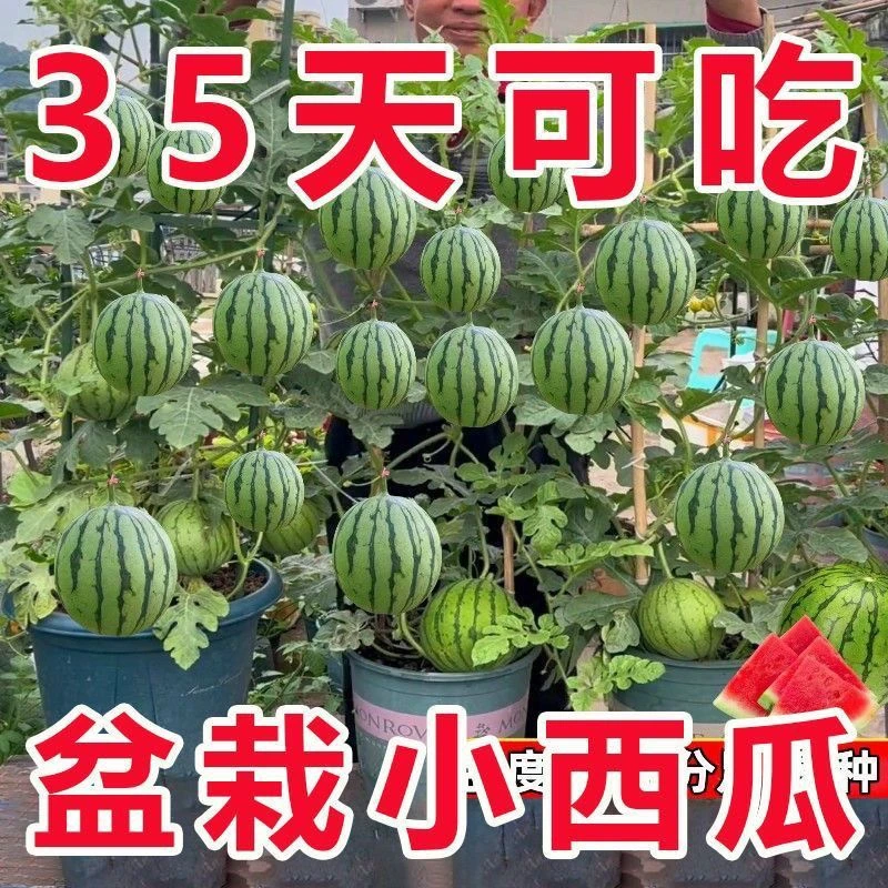 新种上市】【5天出芽】超甜蜂蜜小西瓜红玉小西瓜薄皮四季庭院阳台盆