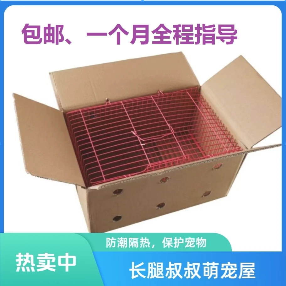 【长腿叔叔】一物一拍精选多种宠物侏儒兔垂耳兔荷兰兔定制精选宠物