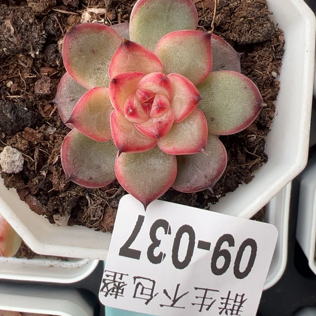 哈哈哈哈哈9-037