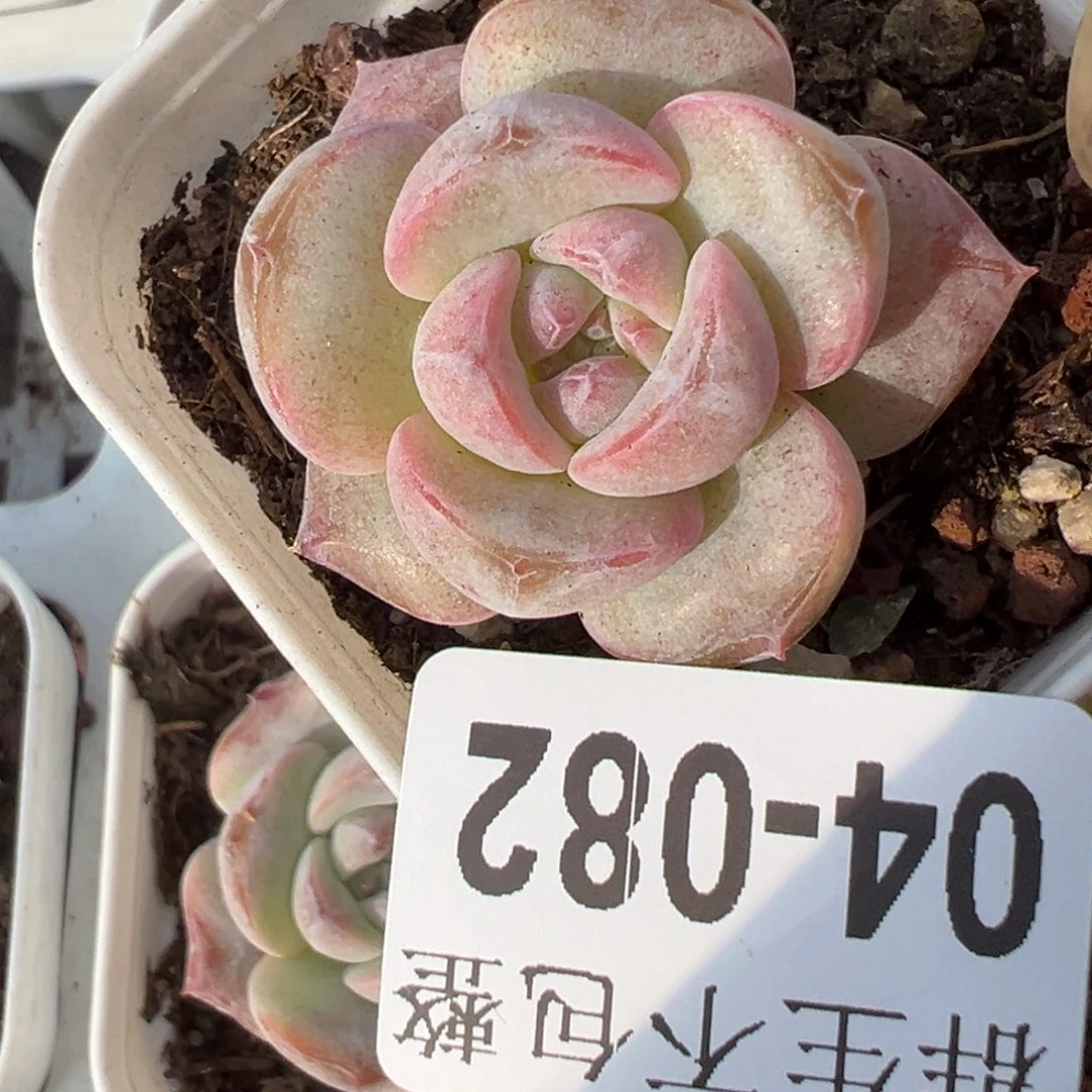 哈哈哈哈哈4-082