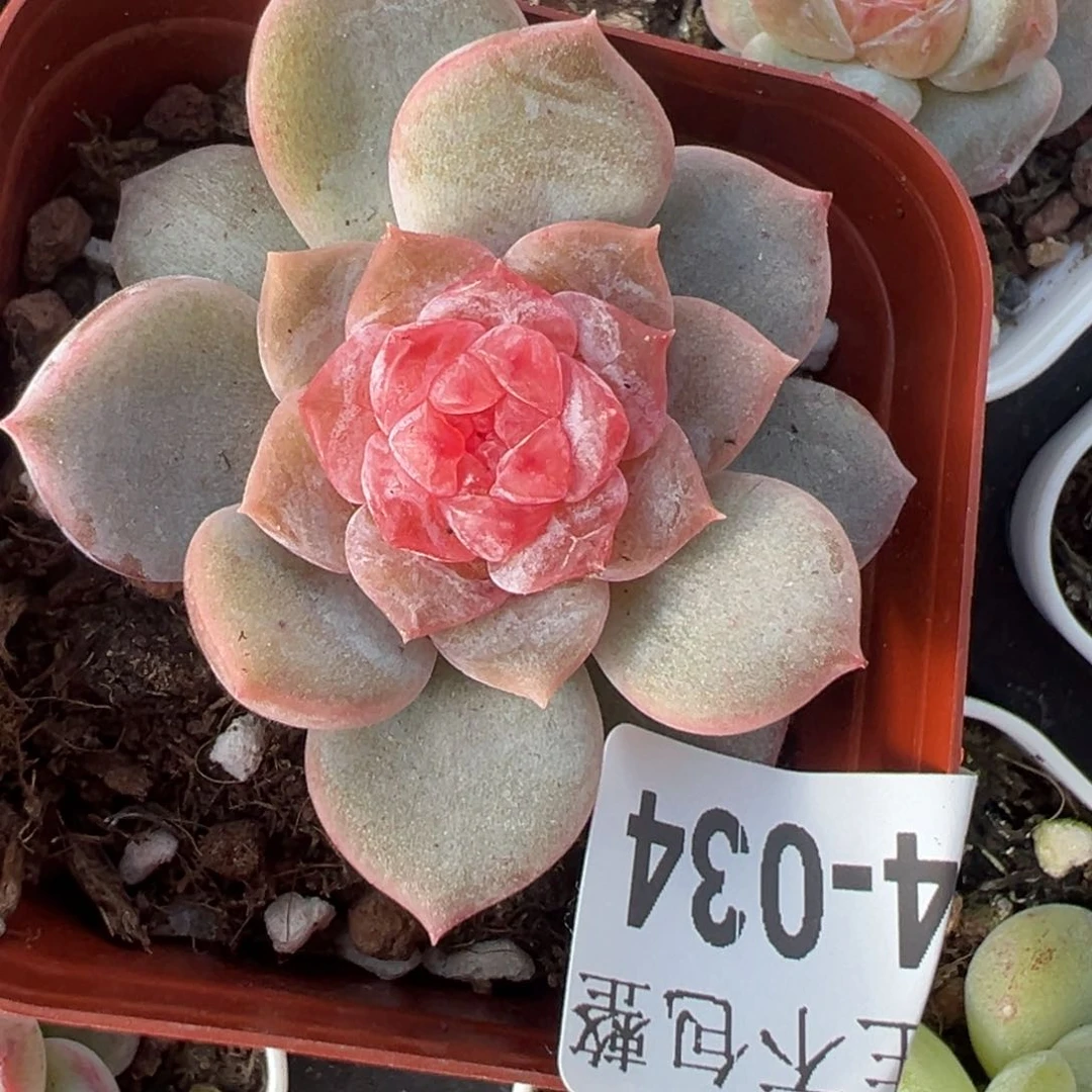 哈哈哈哈哈24-034