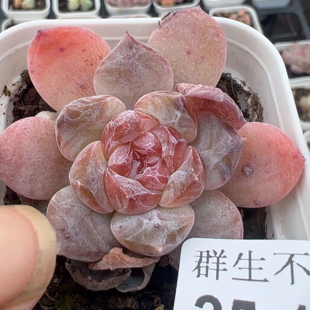 长***哈哈哈哈哈25-108