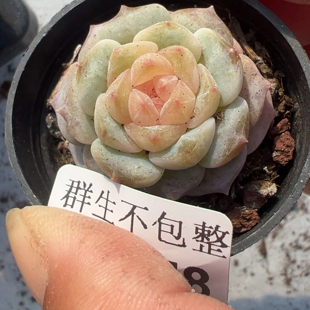 哈哈哈哈哈5-078