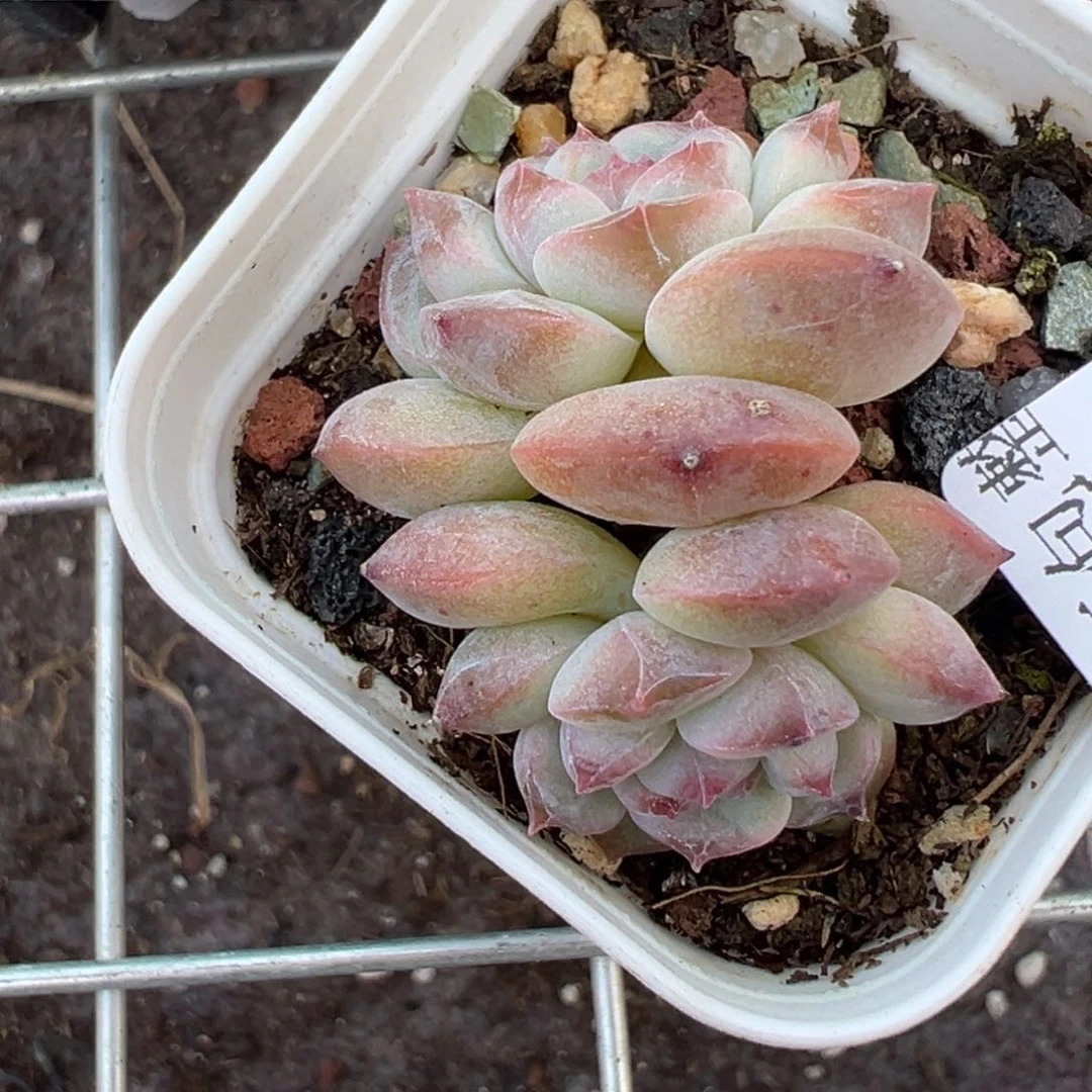 哈哈哈哈哈31-043