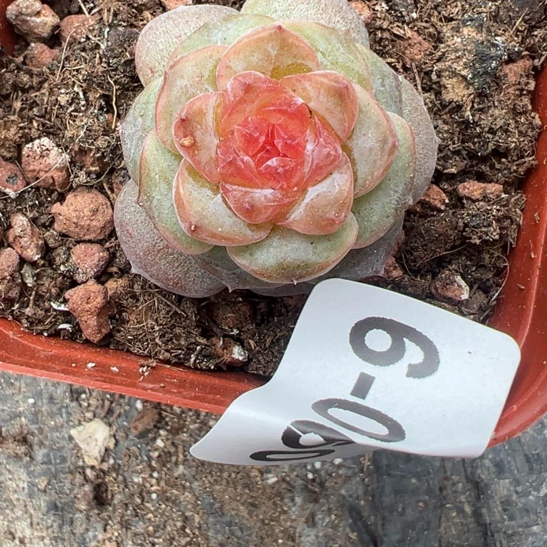 哈哈哈哈哈6-060