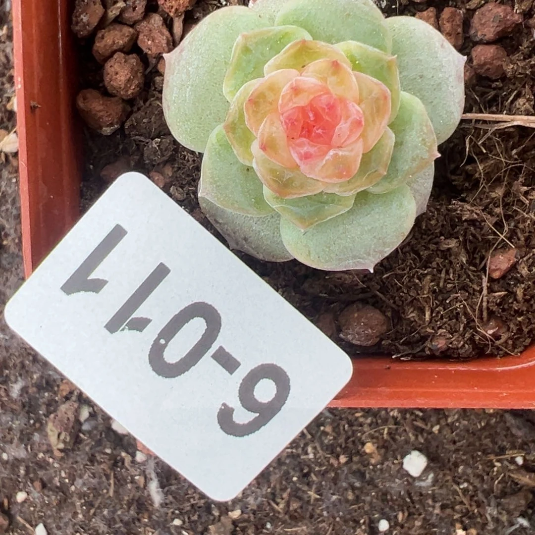 娜*?哈哈哈哈哈6-011