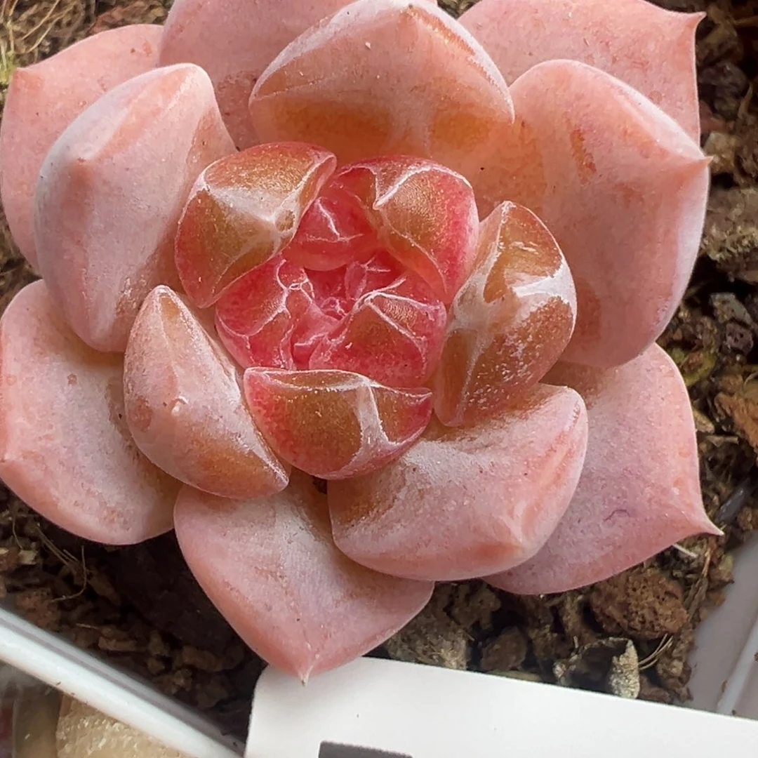 哈哈哈哈哈17-142