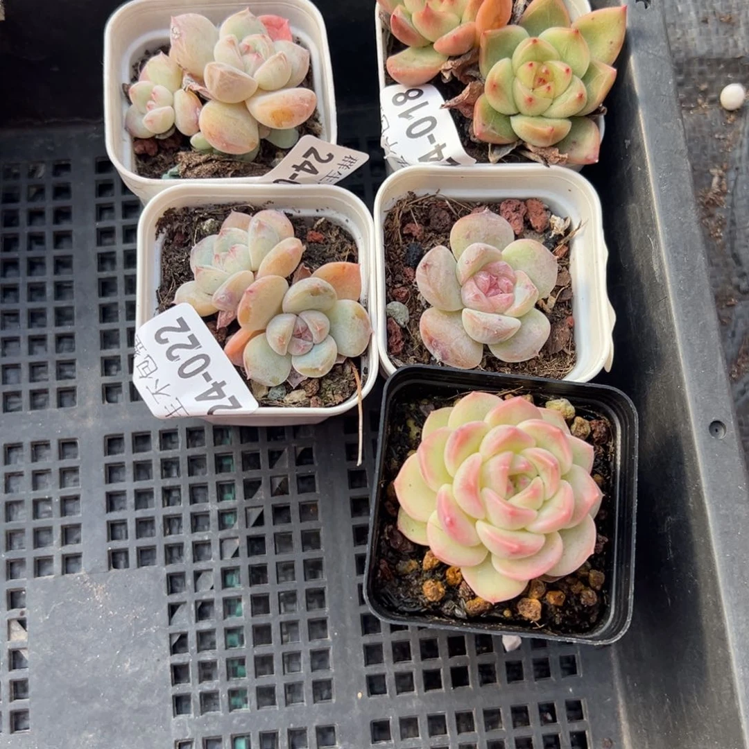 长***哈哈哈哈哈24-022