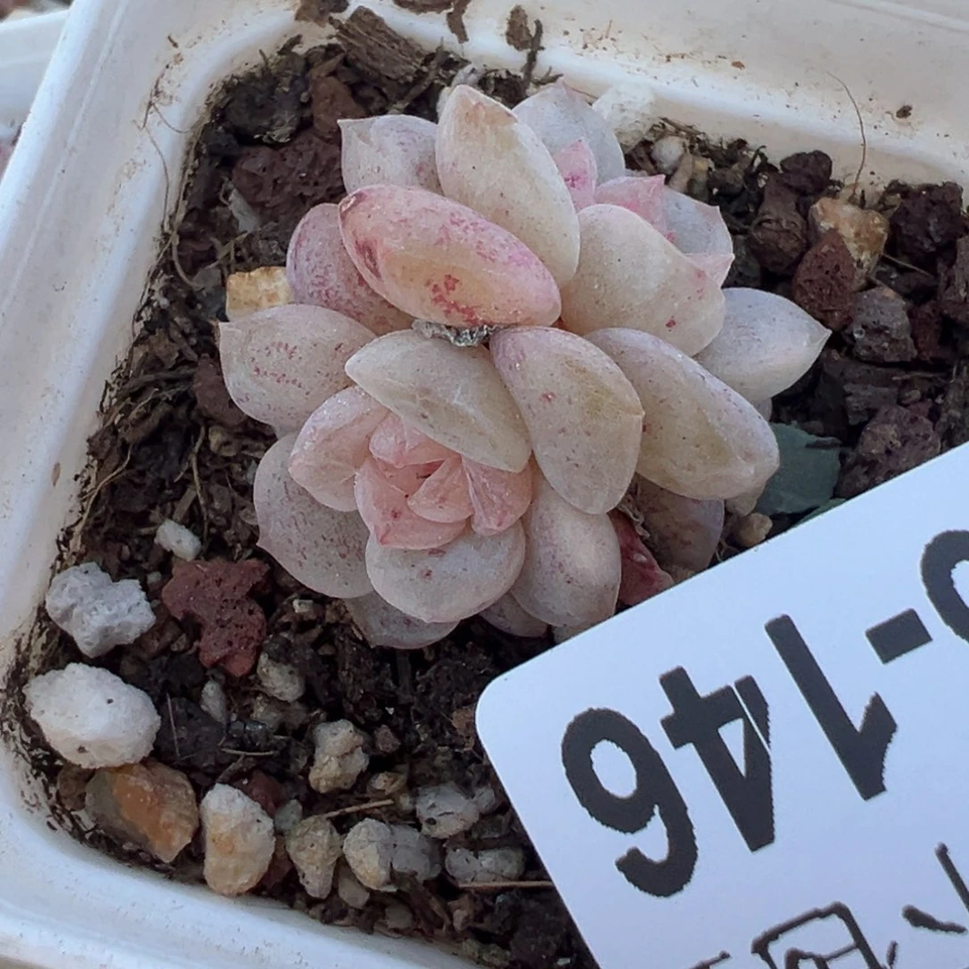 哈哈哈哈哈6-146