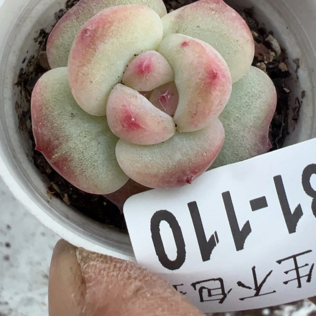 哈哈哈哈哈31-110