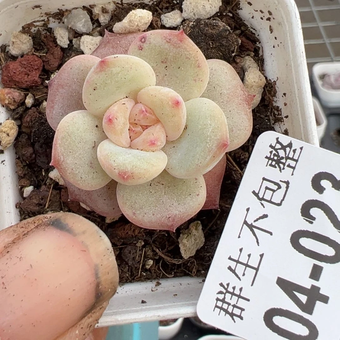 哈哈哈哈哈4-023