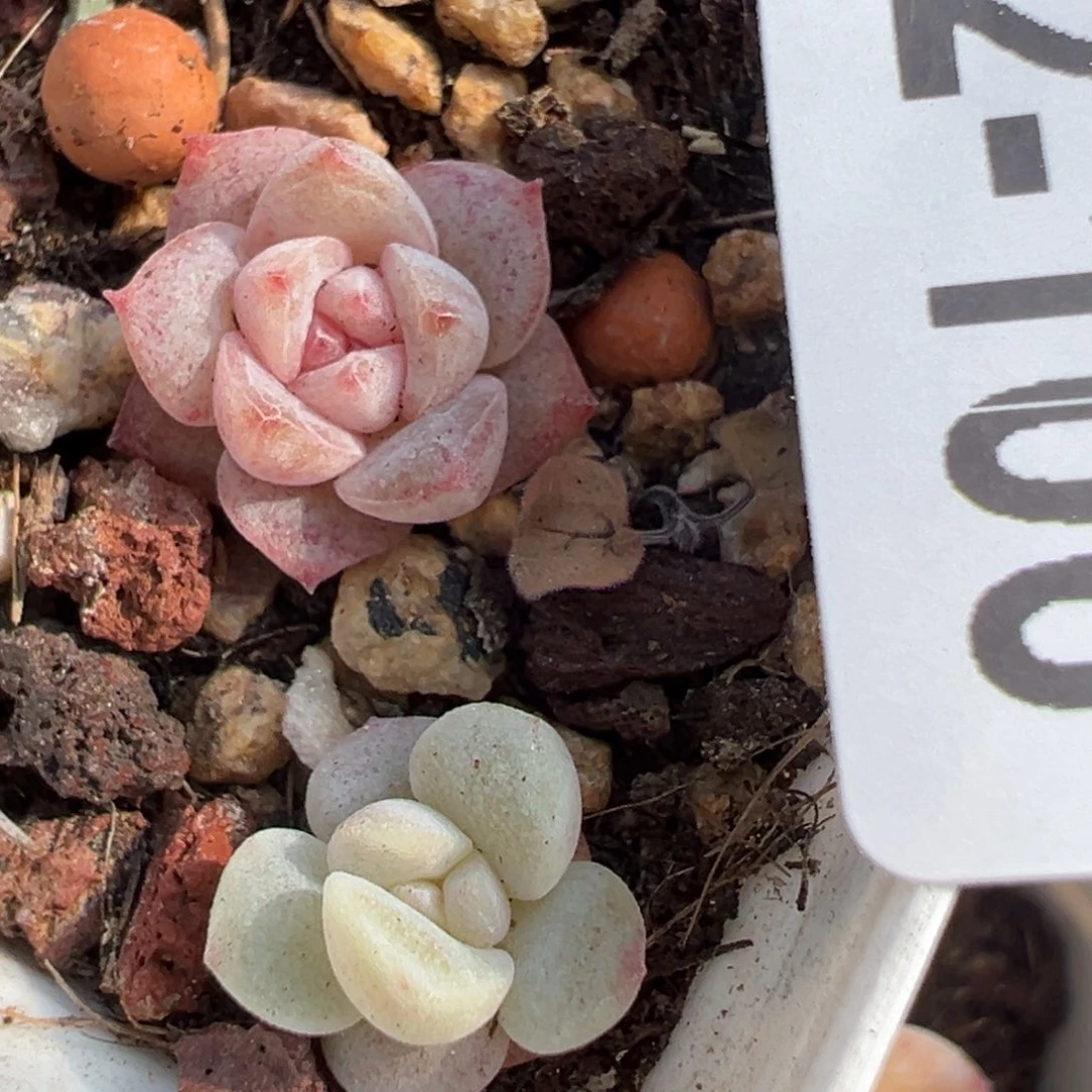 橙**?哈哈哈哈哈2-106