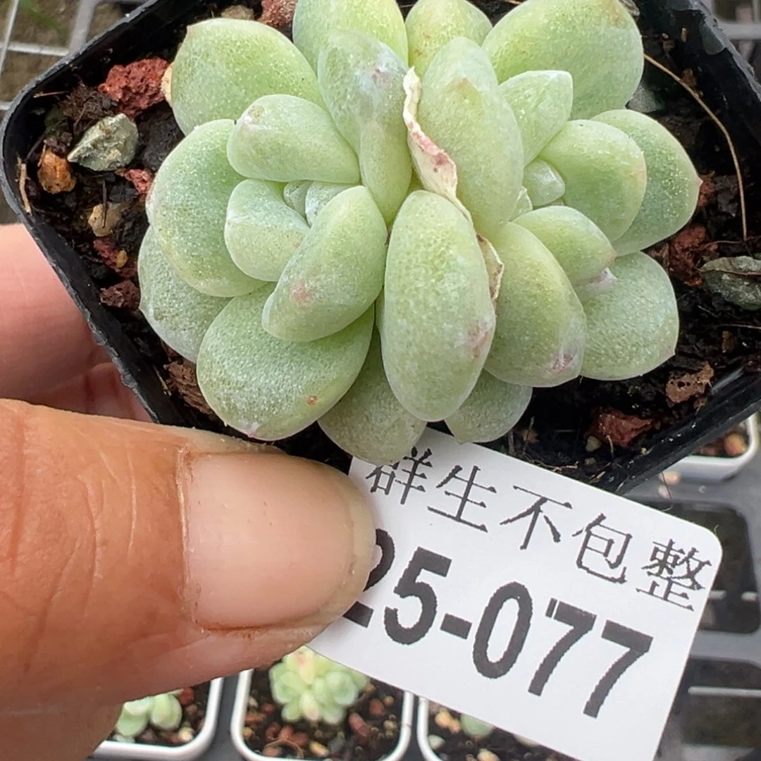 哈哈哈哈哈25-077