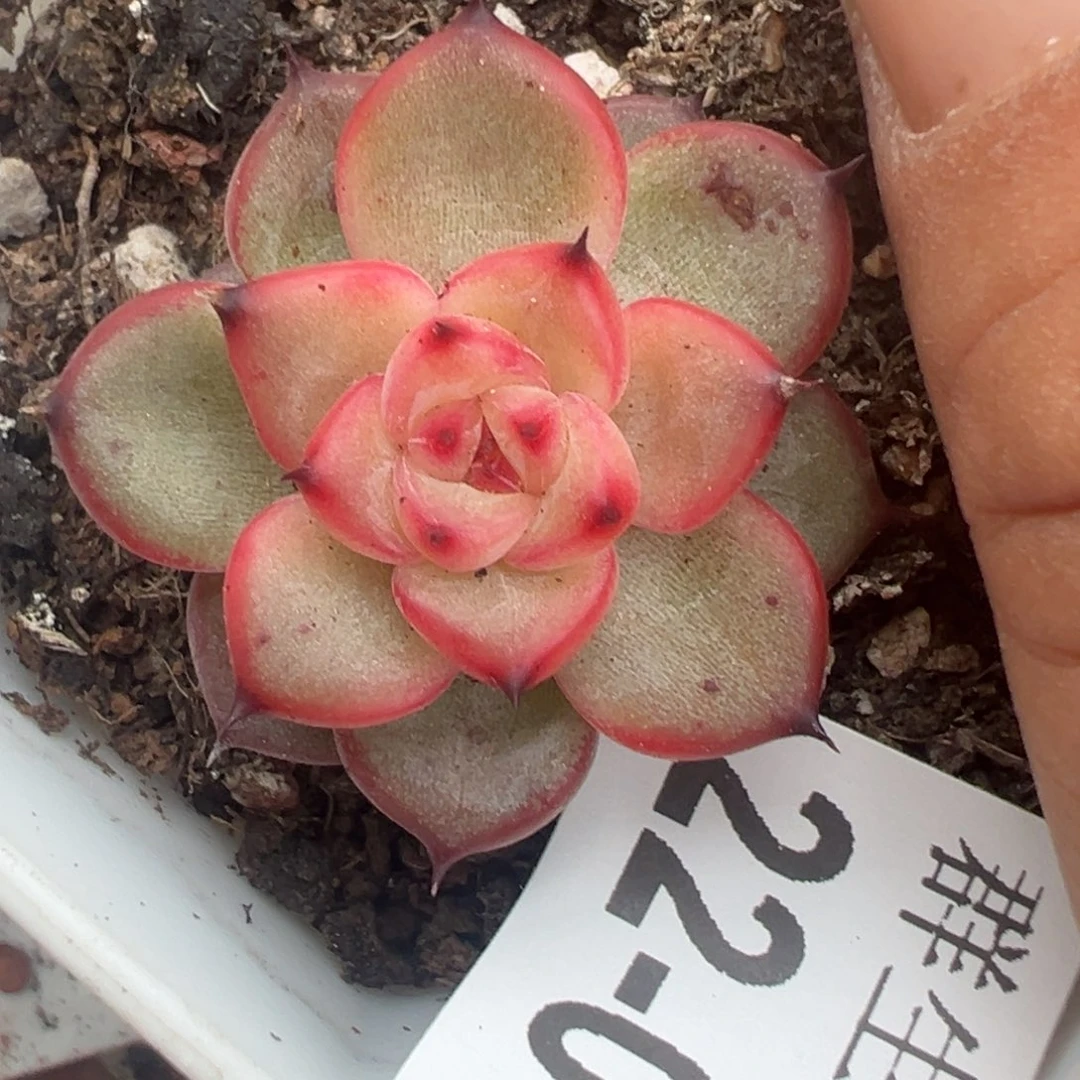 哈哈哈哈哈22-015