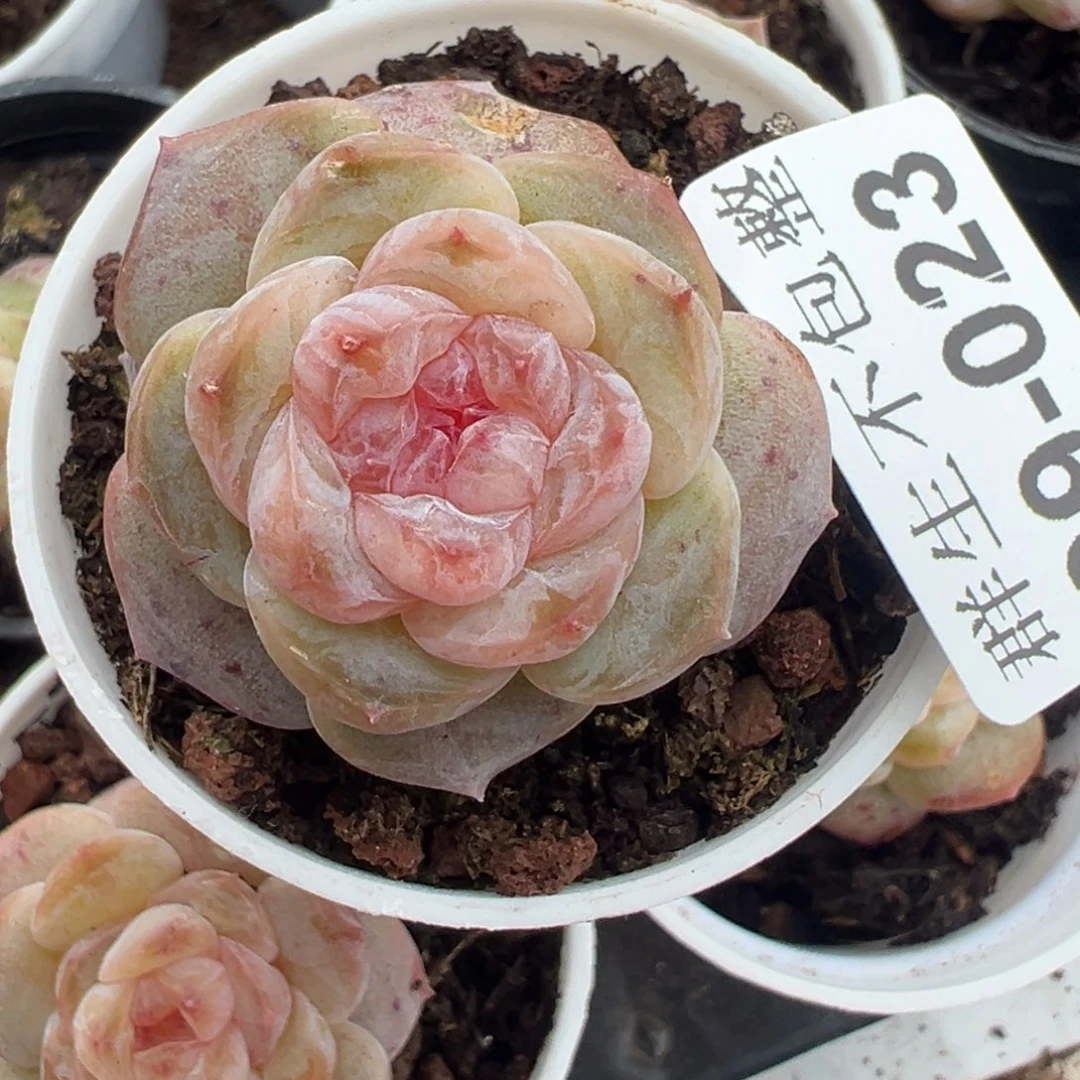 哈哈哈哈哈9-023