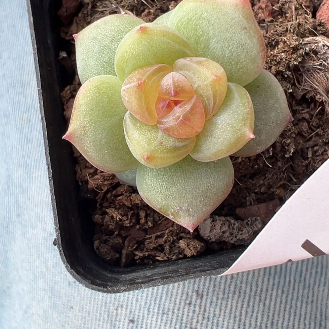 7*?哈哈哈哈哈21-129