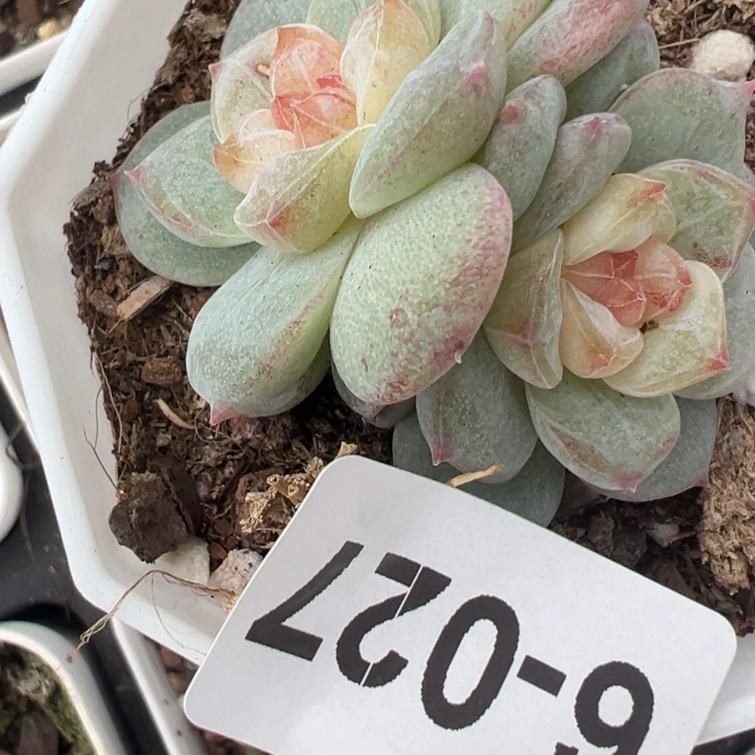 哈哈哈哈哈6-027