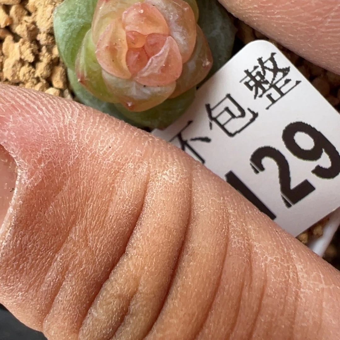 哈哈哈哈哈13-129