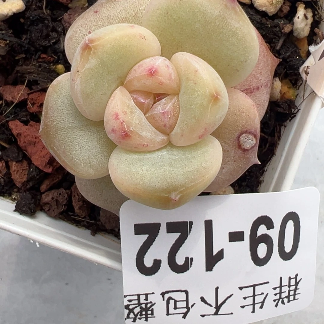 哈哈哈哈哈9-122