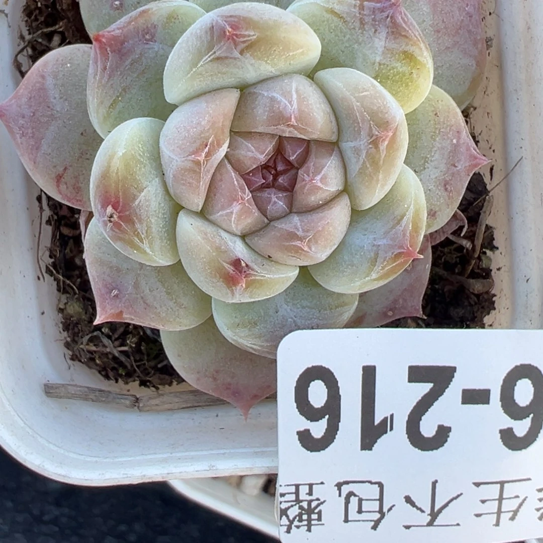 哈哈哈哈哈26-216