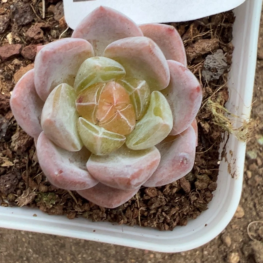 芳*27-094彩虹琥珀1111
